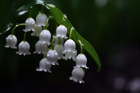 Lily of the valley (Convallaria majalis)の素材