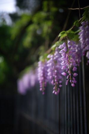 Wisteria flowers blooming in the garden. Selective focus.の素材