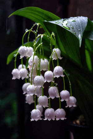 Lily of the valley (Convallaria majalis)の素材