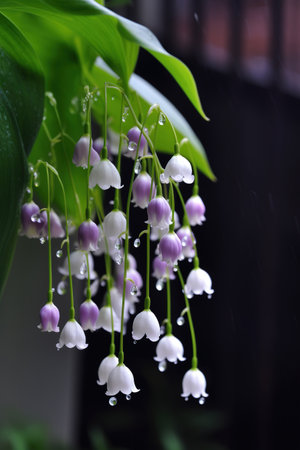 Lily of the valley, Convallaria majalis, with rain dropsの素材