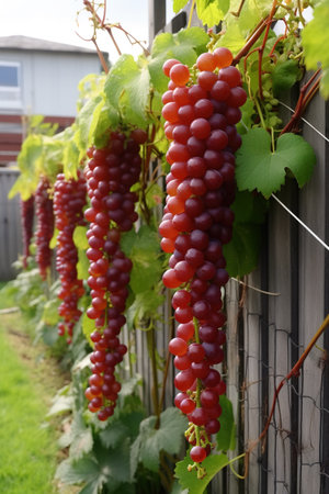 Grapes on a vineyard in the countryside in summer.の素材