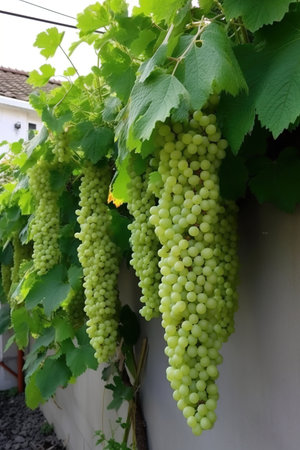 Bunch of white grapes on a vineyard in the countryside.の素材