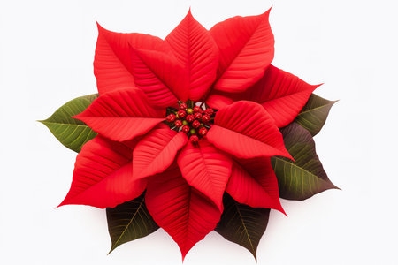 Poinsettia flower isolated on white background. Christmas decoration.の素材