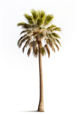 Palm tree isolated on white background. 3d render illustration.の素材