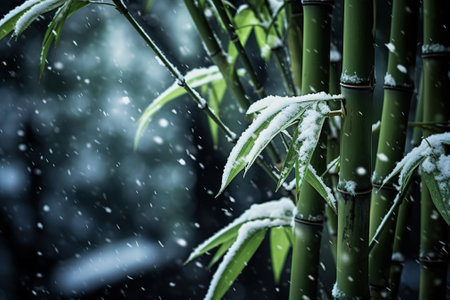 Bamboo forest with snow and rain. Bamboo forest in winter.の素材