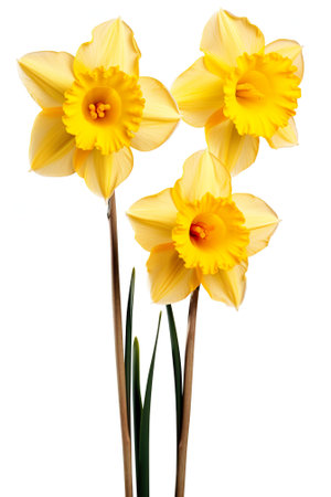 Yellow daffodils isolated on white background. Spring flowers.の素材