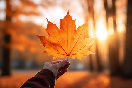 Female hand holding a maple leaf on the background of the autumn forestの素材