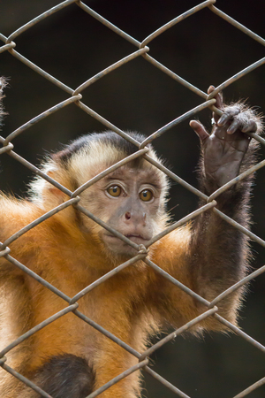 sight of the monkey in the nick .の写真素材