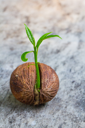Young trees are growing out of seeds.の写真素材