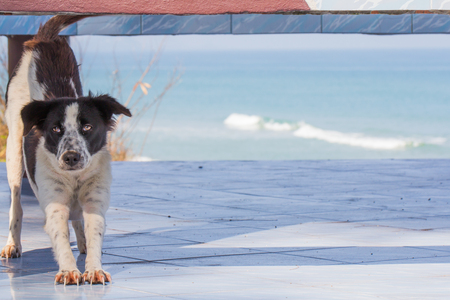 Stray dogs living by the sea.の写真素材