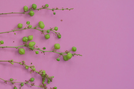 Star gooseberry on a pink background.の写真素材