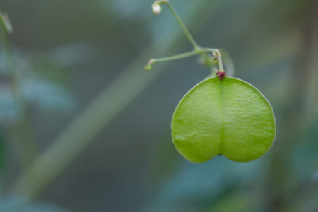 Natural green heart.の写真素材