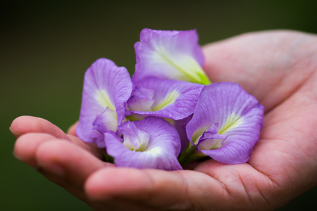 Purple Pea flowers are herbs placed in the hands.の写真素材