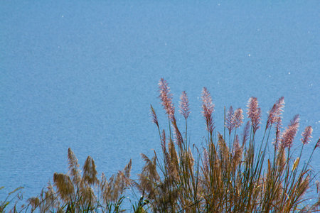 Beautiful grass flower that grows naturally and blue water background.の写真素材