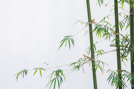 Bamboo leaves on the back white.の写真素材