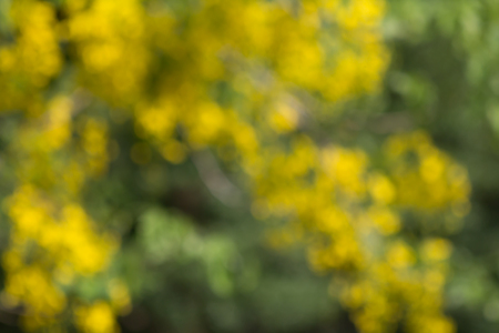 Blur photo of yellow flower and green tree.の写真素材