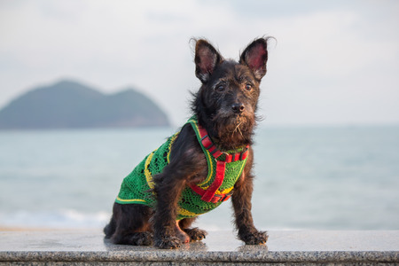 Cute pet dog black at sea.の写真素材