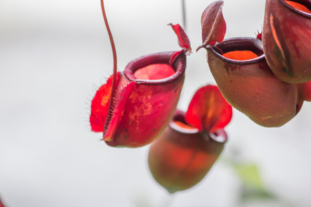 Nepenthes plant eat Insectivorous.の写真素材