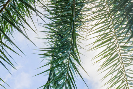 Palm leaves with sky.の写真素材
