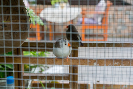 Cute Little bird have orange beak in the net cage.の写真素材