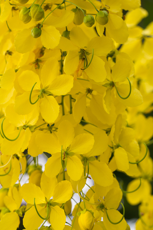 Closeup  beautiful yellow flowers native plants of South Asia.の写真素材