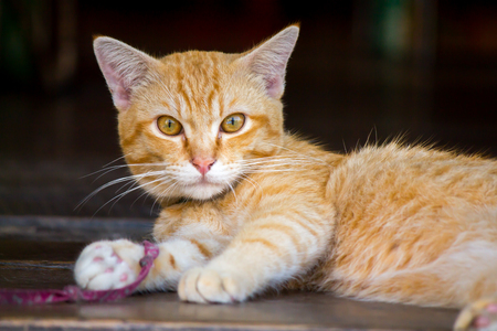 Portrait of thai Orange cat.の写真素材