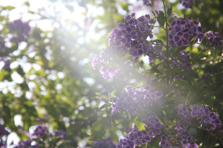 Plantの写真素材