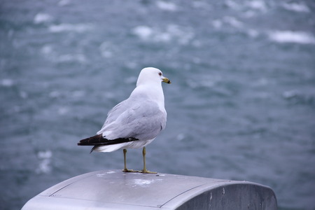 The Seagullの写真素材