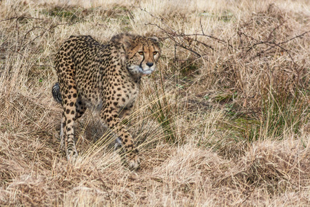 Cheetah, seen from front left, wallking and searching for preyの写真素材