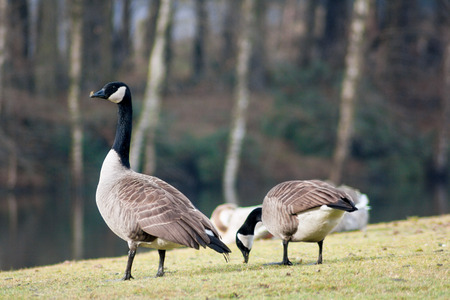 Small group of Branta geese near a small lake in a parkの写真素材