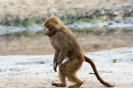 Female hamadryas baboon posing for the camera, side viewの写真素材