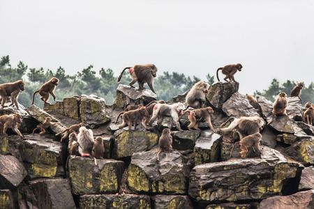A group of hamadryas baboons on a rockの写真素材