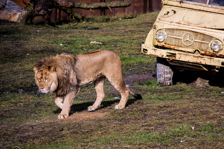 Lazy lion walking away from the yellow car wreckの写真素材