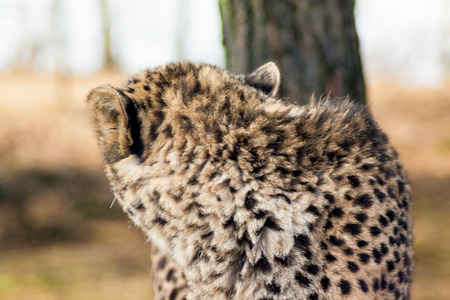 Cheetah close-up, turning it's head, seen from behindの写真素材