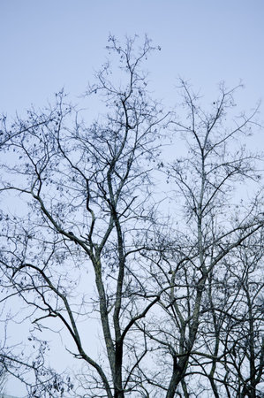 Leafless tree branches against blue sky. Autumnの写真素材