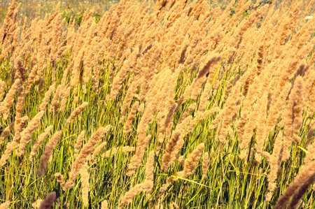 The bright summer landscape with grass and ears