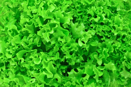 Background of green fresh lettuceの写真素材