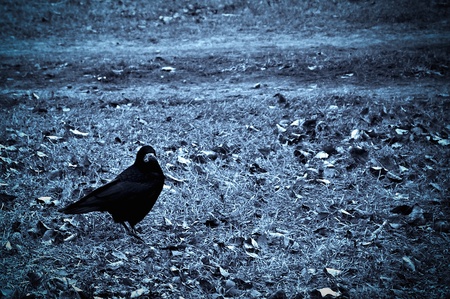 Crow on withered grass. の写真素材