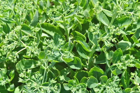 Green plant background.の写真素材