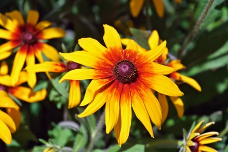 Closeup image of yellow flowers in the gardenの写真素材