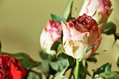 Closeup image of a several withered rosesの写真素材
