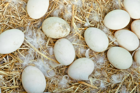 Fresh eggs on the groundの写真素材