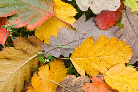 Autumn leaves lying on the groundの写真素材