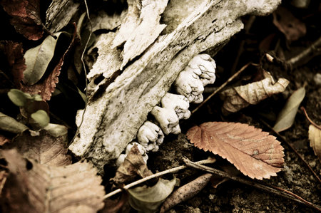 A piece of animal skull lying among the faded leavesの写真素材