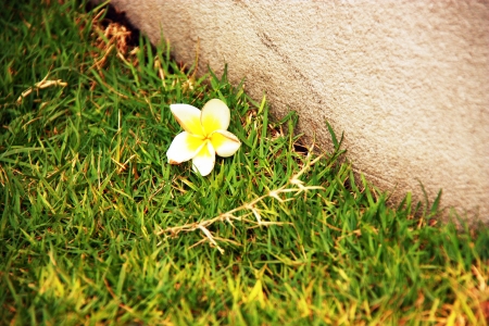 Flowers dropped on the grass, loei, Thailandの写真素材