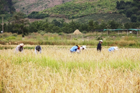 Farmers gather to harvesting   のeditorial素材
