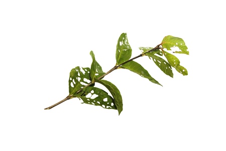 The leaves are bite nibble の写真素材