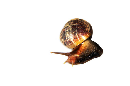 Snail isolated on white backgroundの写真素材
