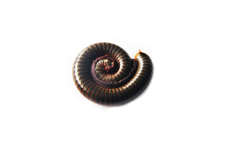 Millipede, Myriapoda, Spirostreptus giganteus, in front of white backgroundの写真素材