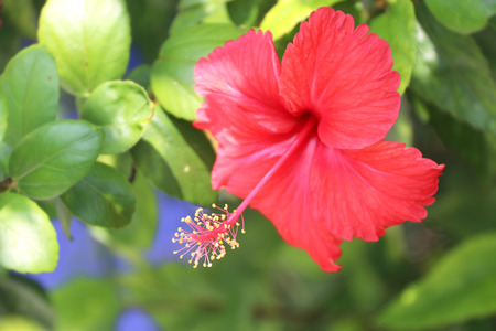 red hibiscus flowerの写真素材